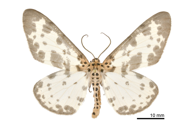 Percnia longitermen Male